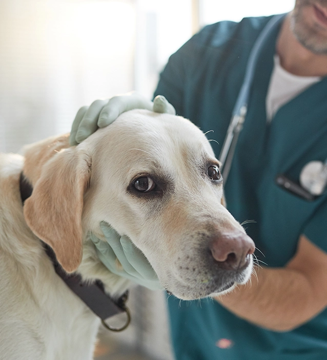 Simin &mdash; locum vet client