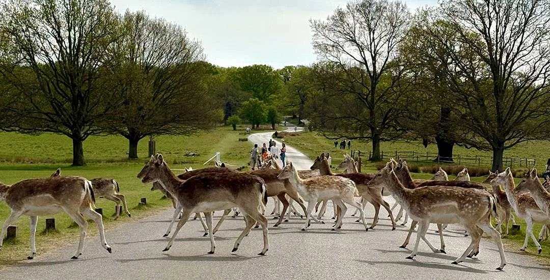 deer crossing a road