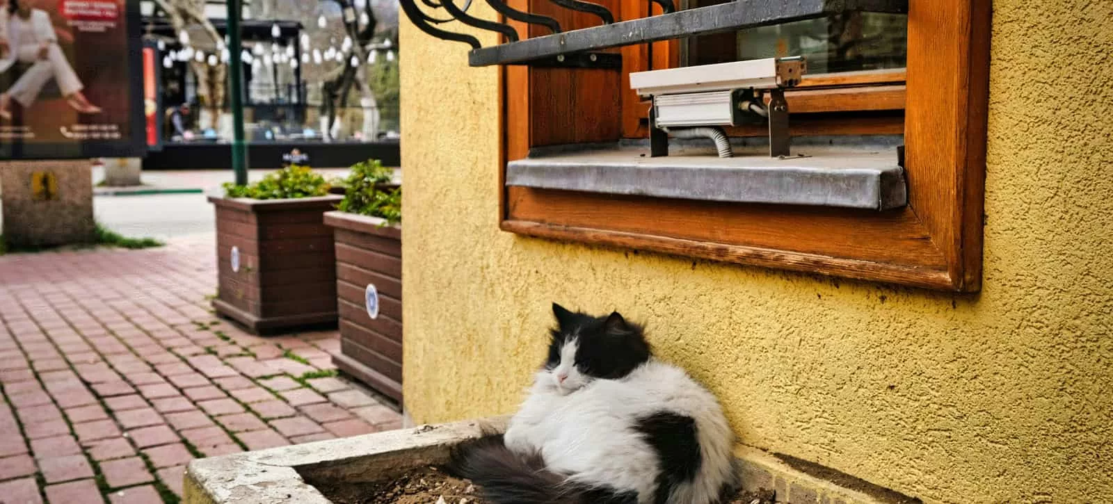 Black and white cat resting by the window of a yellow house, representing the comfort of home.