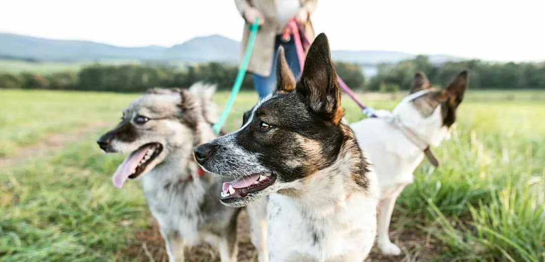 three dogs at end of lead with dog walker in the background holding the leads