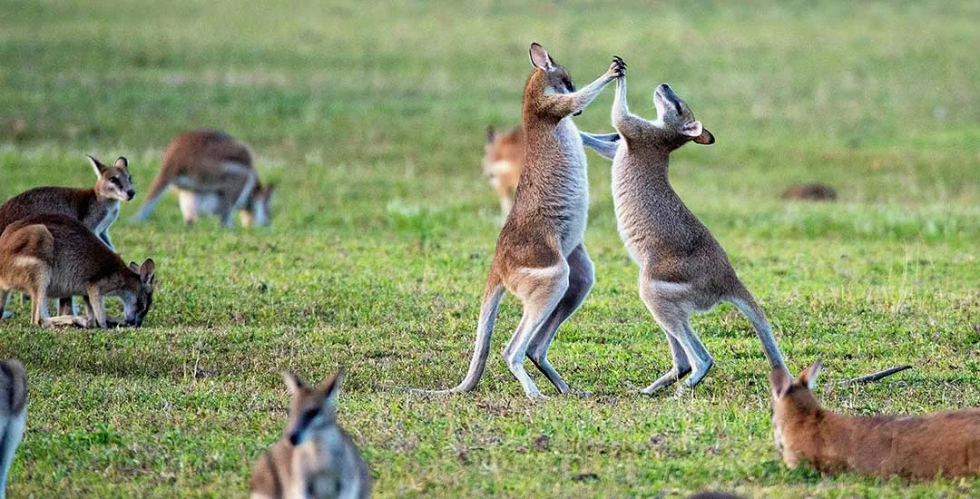 two male kangaroos fighting