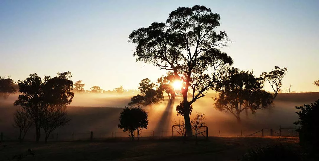 Australian landscape of gum tree with the setting sun behind it
