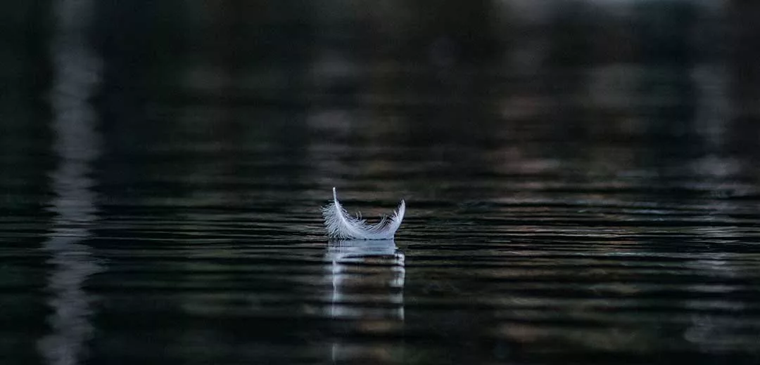 a lone white feather lying on top of water