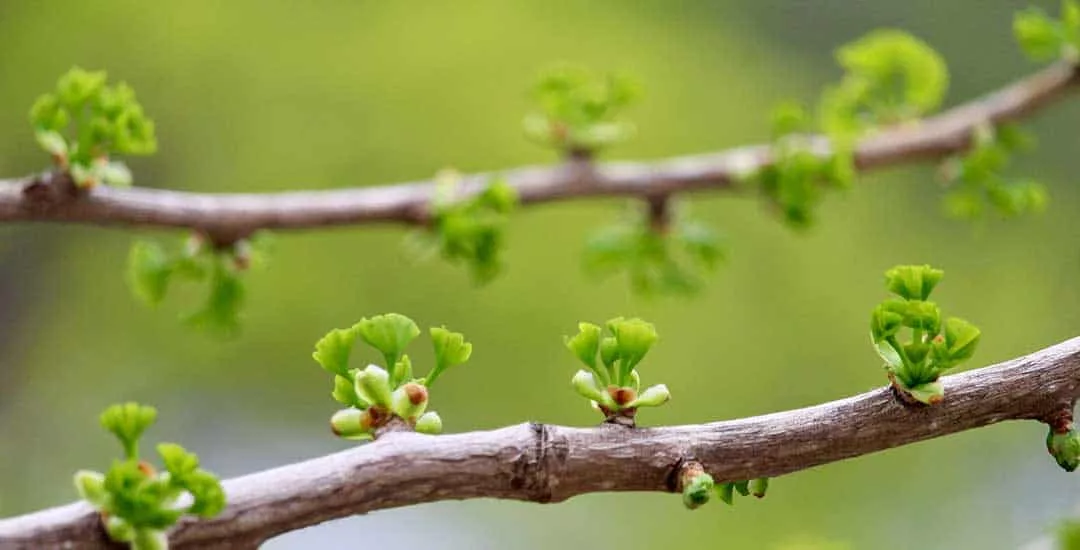 buds on tree branches. 