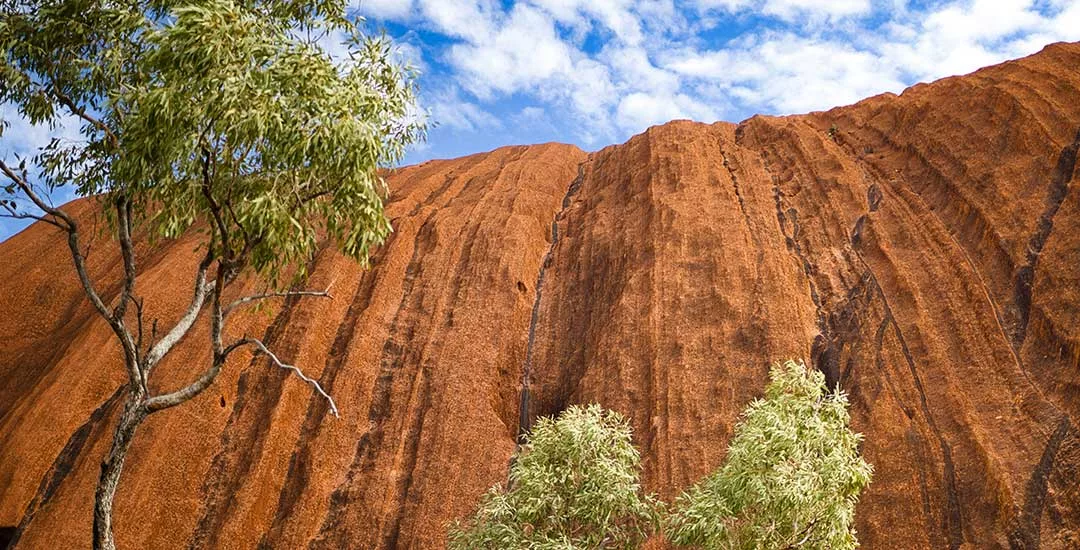close up of red rock in australian outback with two gum trees in front of it