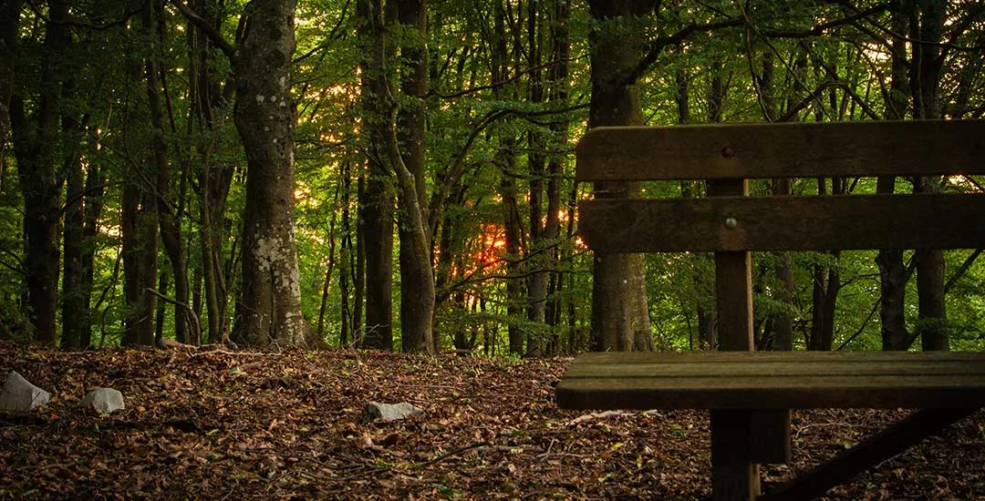 park bench in the middle of a forest walking path