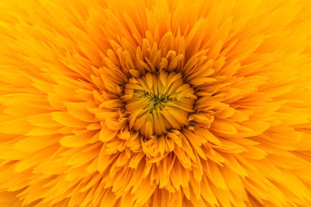 Sunflower close-up brightens the outlook for company officers looking to set up a company