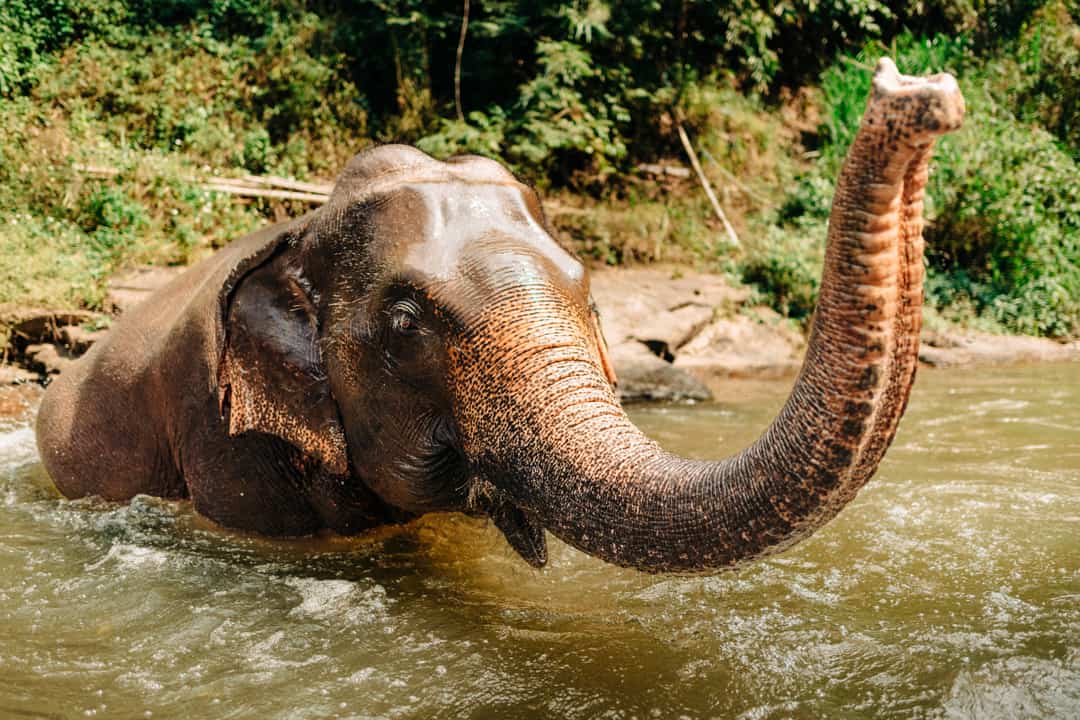 Elephant cooling off in water while its owner reads a comprehensive guide to VAT registration