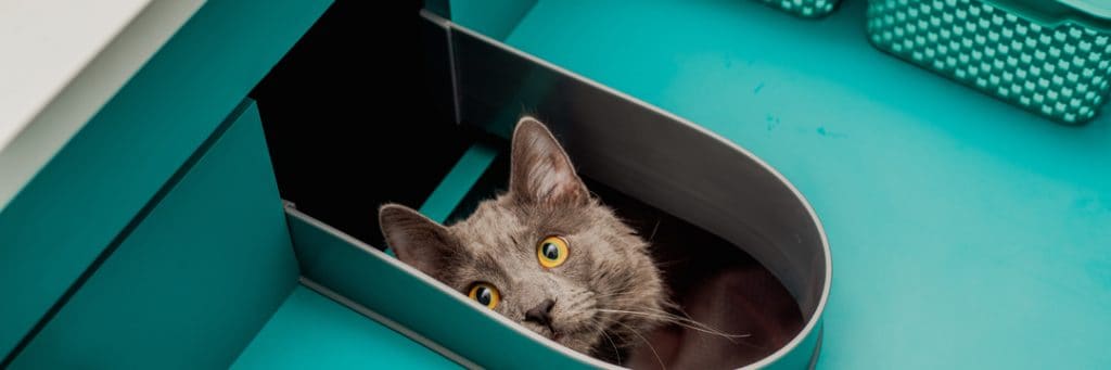 A cat pokes his head up inside a drawer while its owner looks for receipts for their personal tax return