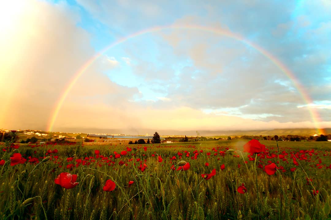 Rainbow over a field of red poppies - find the rainbow and move from an employee to contractor