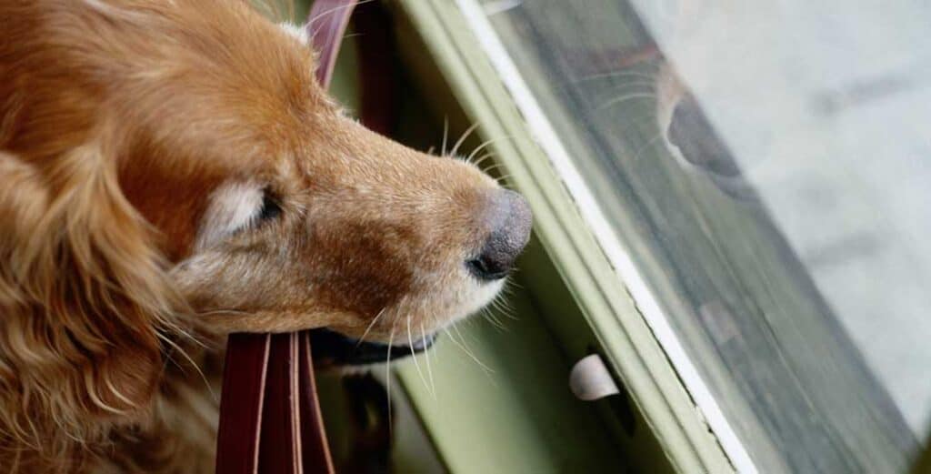 dog waiting at window in the house you are resident