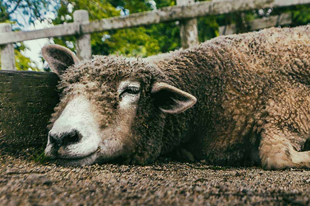 pension_full sheep lying down in yard