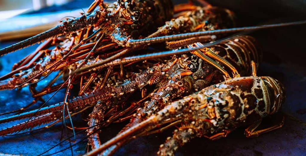 selection of crayfish