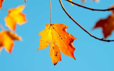 Pay Now or Defer? The Australian Exit Tax Decision Affecting UK Expats